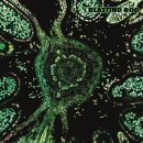 BLASTING ROD - Of Wild Hazel (clear/black swirl) LP